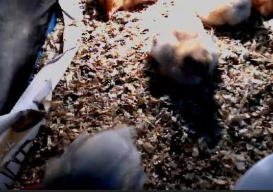 Live Chicks Streaming Webcam Widewell Primary School Plymouth England