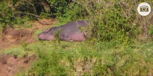 African Hippos Watering Hole Animals Webcam Mpala Kenya