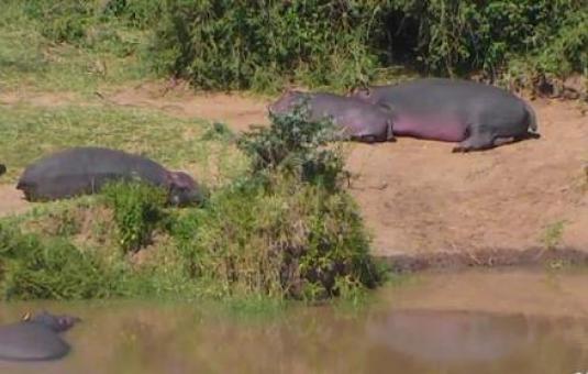 Kenya Watering Hole Live Wildlife Animals Webcam Kenya