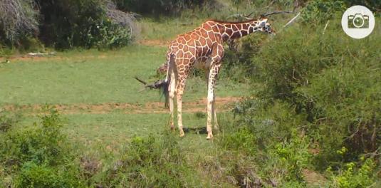 Kenya Live Wildlife Animals Webcam Mpala Wildlife Foundation Kenya Africa