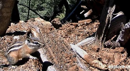 Chipmunks Live Streaming Squirrels Webcam
