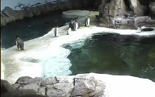 Kansas City Zoo Live Streaming Penguins Antartica Zoo Webcam