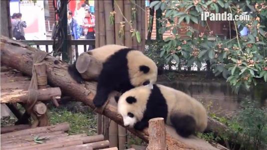 Chinese Pandas Live Streaming Broadcast Webcam Chengdu Pandas Research Centre China