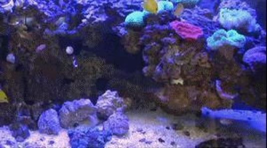 Coral Reef Streaming Aquarium Web Cam Museum of the Earth New York