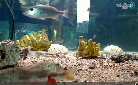 Pula Aquarium Live Tropical Fish Aquarium Web Cam Fort Verudela Croatia