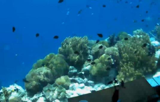 Kihavah Huravalhi Island Underwater Indian Ocean Coral Reef Webcam Maldives