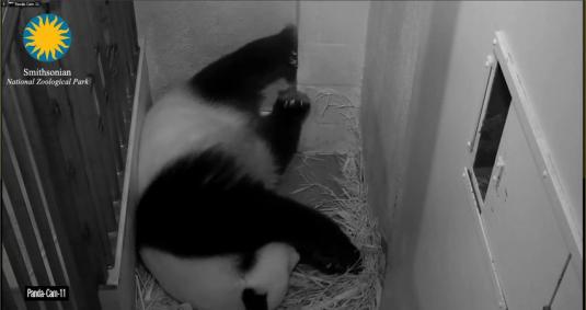Smithsonian National Zoo Live Baby Pandas Webcam Washington