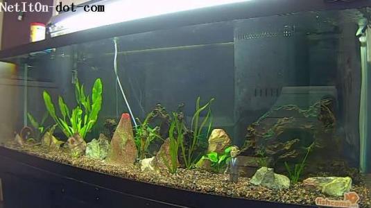 Live Interactive Fishes Aquarium Streaming Web Cam