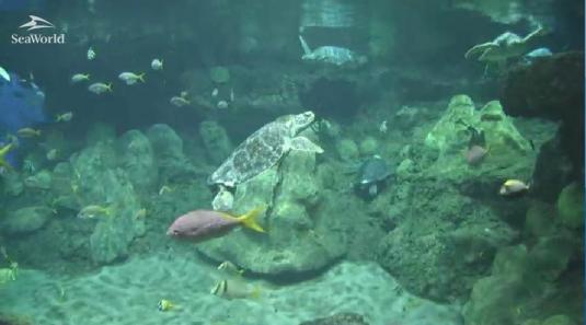 Sea Turtles Live Streaming Sea World Aquarium Webcam San Diego CA