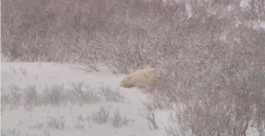 Wild Polar Bears Streaming Webcam Wapusk National Park Churchill Canada