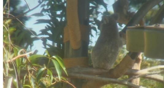 Koala Live Streaming San Diego Zoo Koala Webcam San Diego California