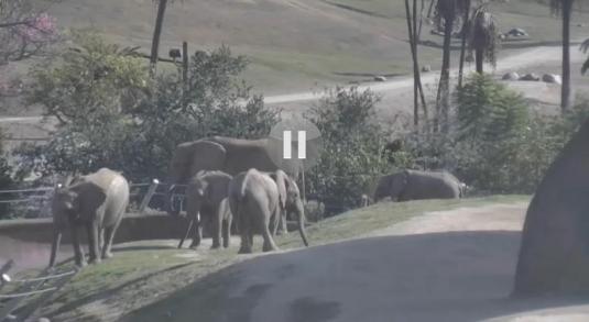 Elephants Live Streaming Webcam San Diego Zoo San Diego California