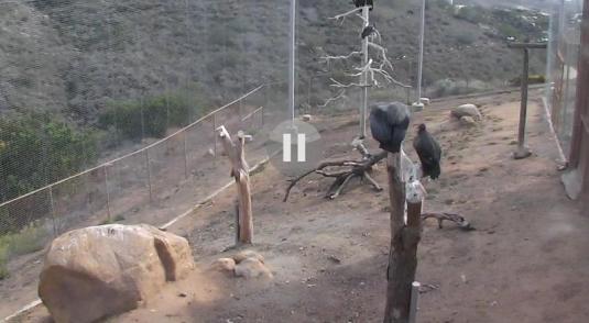 Condor Vulture Birds Webcam San Diego Zoo San Diego California