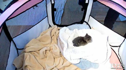 Kitten Cat Streaming Shelter Web Cam San Martin Cats Shelter California