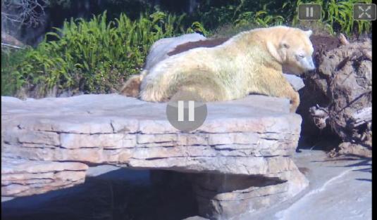 Polar Bears Live Streaming HD San Diego Zoo San Diego California