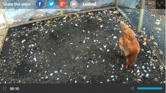 Chickens Coop Webcam Boston Massachusetts