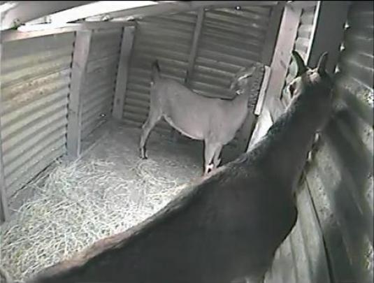 Goats Live Web Cam Watch Goats Live in Brooksville Florida