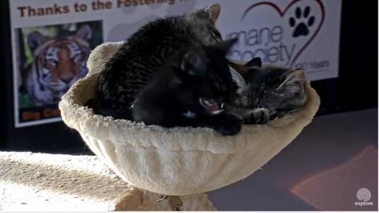 Kitten Cabana Live Big Cat Rescue Kittens Web Cam Tampa Florida