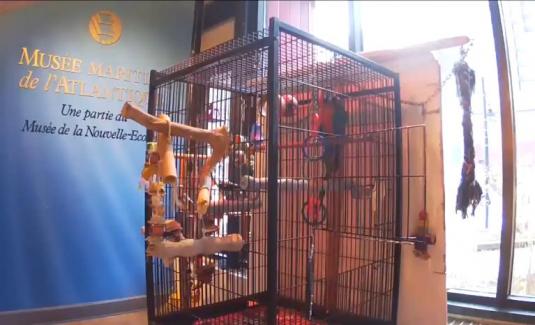 Rainbow Macaw Parrot Web Cam Maritime Museum of the Atlantic Halifax Canada