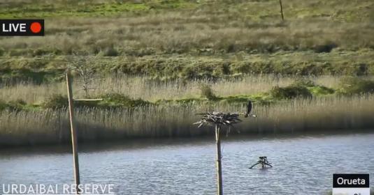 Urdaibai Bird Center Bird Watching Web Cam Spain