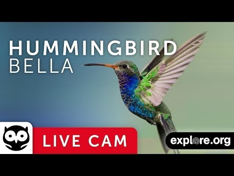 Hummingbird Nest Streaming Web Cam La Verne California