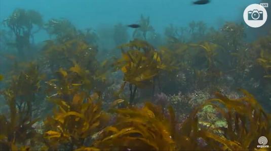 Anacapa Island Live Underwater Kelp Forest Fish Webcam