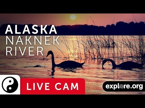 Beluga Whales Watching Web Cams Naknek River Alaska