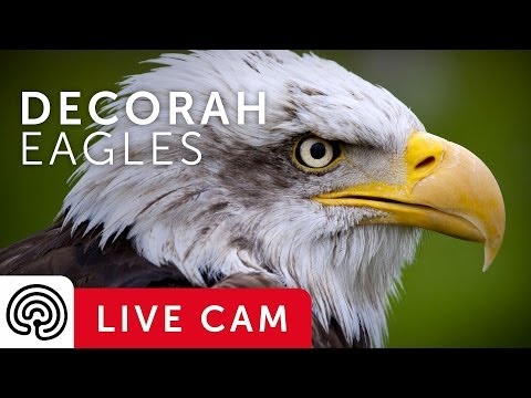 Bald Eagles Live Nest Web Cam Decorah Iowa