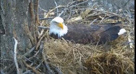 Live Streaming Decorah Eagles Nest Cam Iowa