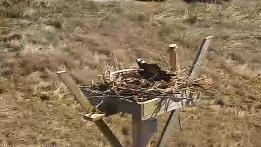 Osprey Nest Webcam Oceanville New Jersey