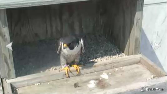 Peregrine Falcons Nest Web Cam Rochester Minnesota