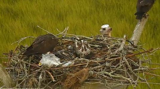 Edwin B. Forsythe NWR Live Osprey Nest Web Cam Oceanville New Jersey