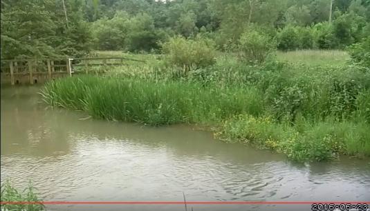 Combe Mill Live Otters Nature Watching Web Cam River Evenlode Oxfordshire