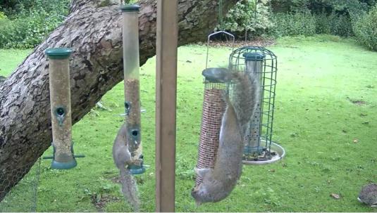 RSPB The Lodge Squirrels Bird Feeder Nature Web Cam Sandy England