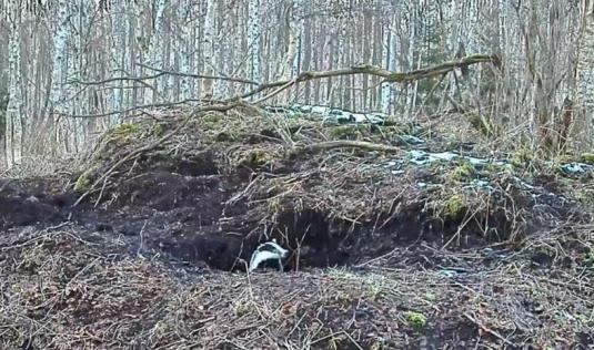 Badgers Live Monitoring Sett Web Cam Estonia