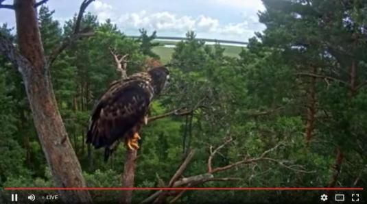 White-Tailed Eagle Birds of Prey Eagle Nest Webcam Estonia