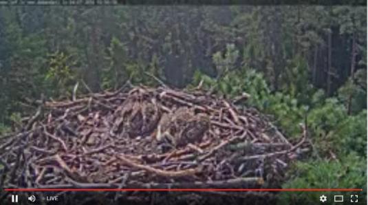 Ospreys Live Osprey Nest Monitoring Web Cam Latvia