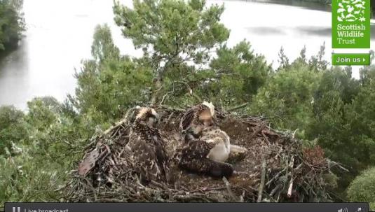 Loch of the Lowes Streaming Osprey Nest Web Cam Scotland