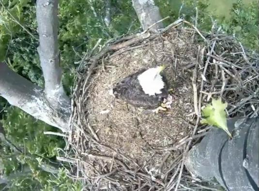 Avon Lake Live Streaming Bald Eagles Nest Web Cam Ohio