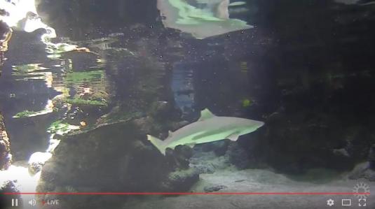 Blacktip Reef Sharks Web Cam California Academy of Sciences Aquarium California