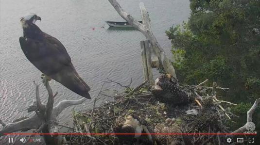 Hog Island Ospreys Nest Live Ospreys Web Cam Maine