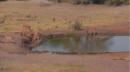 Tembe Elephants Water Hole Animal Reserve Web Cam South Africa