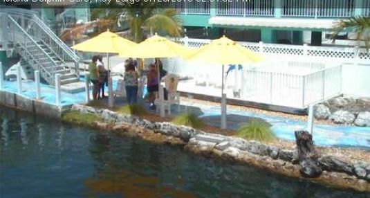 Island Dolphin Care Dolphins Controllable Web Cam Key Largo Florida