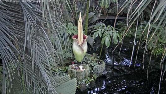 New York Botanical Garden Live Streaming Corpse Flower Cam New York