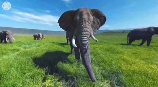 Live Wild Parade of Elephants Virtual Reality 360 Panorama 4K VR Video