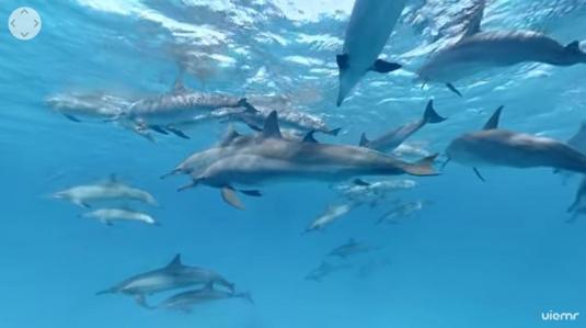 Live YouTube VR Wild Dolphins 360 Panorama 4K Virtual Reality Video Red Sea