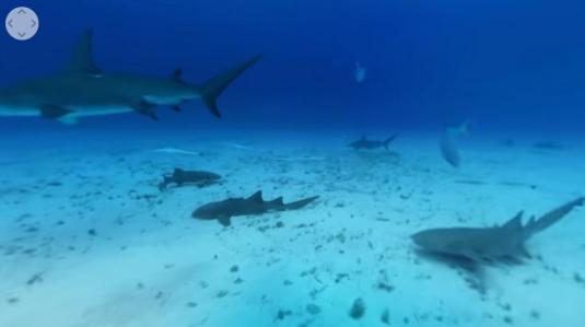 Great Hammerhead Sharks Underwater Encounter Live VR 360 Panorama Cam You Tube Video