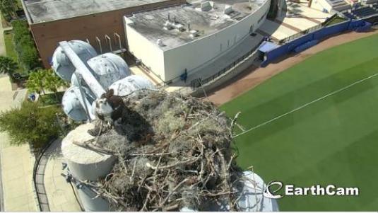 Live Ospreys Bird Nest Web Cam University of Florida Gainesville Florida