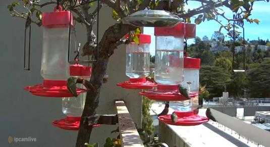 Hummingbirds Live Hummingbirds Feeder Web Cam Studio City Los Angeles California
