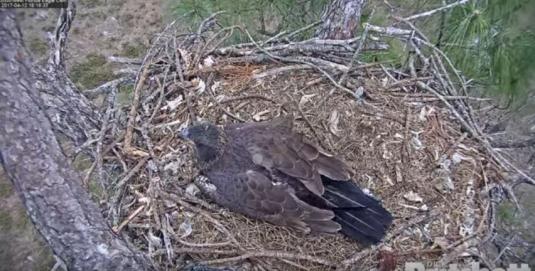 Southwest Florida Bald Eagles Nesting Web Cam Florida